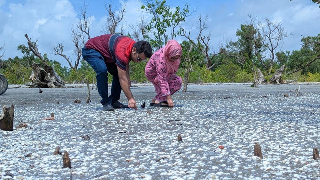 সাদা ঝিনুকের গালিচায় সেজেছে কুয়াকাটা সৈকত