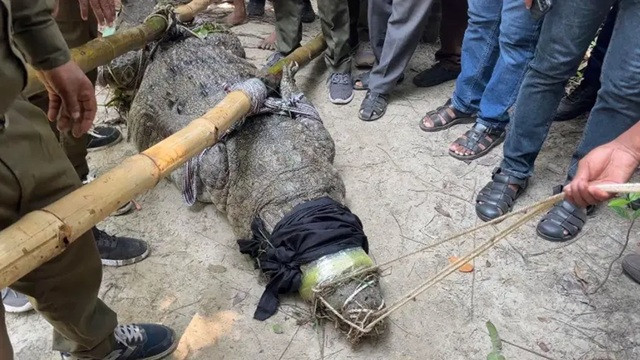 ঠাকুর দীঘি থেকে সরিয়ে নেওয়া হলো সেই কুমির
