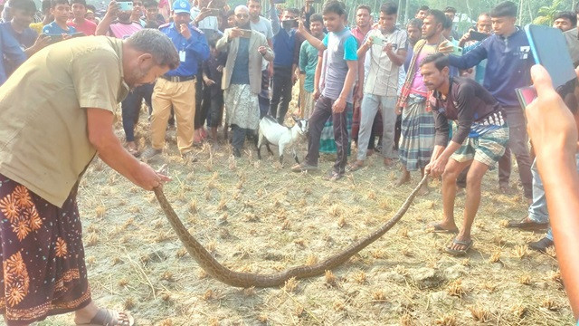 কুড়িগ্রামে ৯ ফুট অজগর উদ্ধার, নিরাপদে বন বিভাগের কাছে হস্তান্তর
