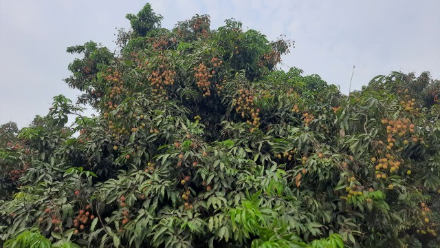 দাবদাহের প্রভাবে ফলন বিপর্যয়ের শঙ্কায় ঠাকুরগাঁওয়ের লিচু চাষিরা