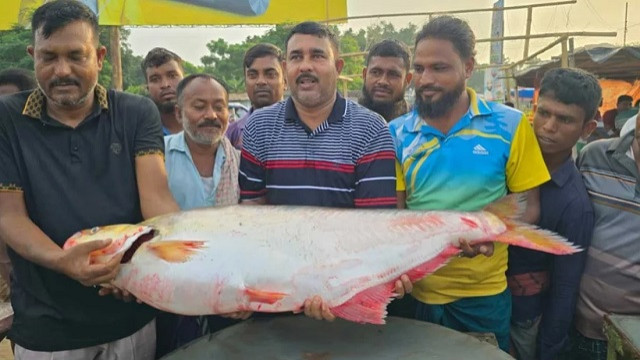 পদ্মায় জেলের জালে পড়লো বিশাল ঢাঁই মাছ