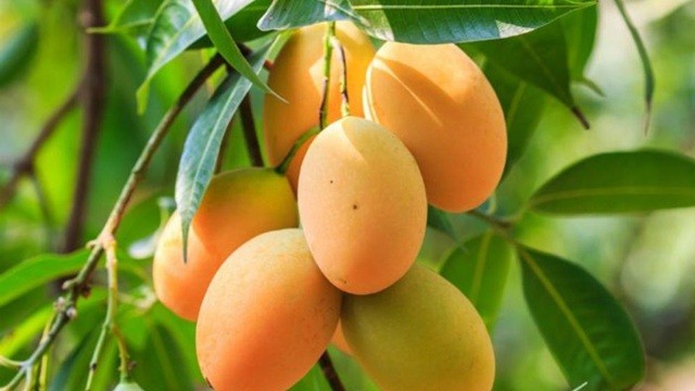 রংপুরে বেচাকেনা ২০০ কোটি টাকা ছাড়িয়ে যাবে