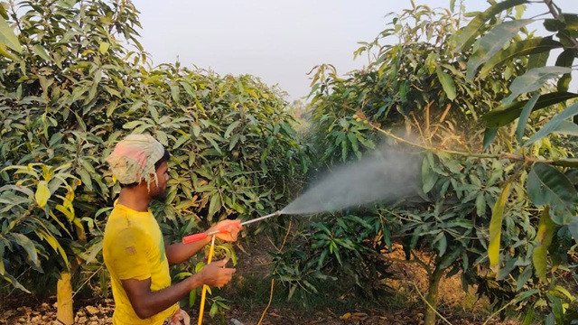 মুকুল ভরা গাছেও আম নেই, দুশ্চিন্তায় নওগাঁর চাষিরা