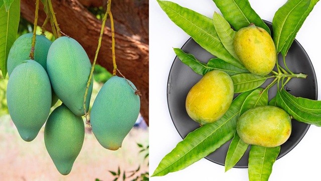 কাঁচা আম নাকি পাকা আম, স্বাস্থ্যের জন্য কোনটি ভালো?