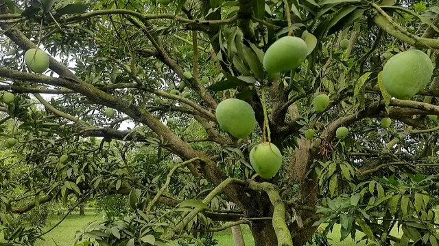 পরিপক্ব হলেই পাড়া যাবে চাঁপাইনবাবগঞ্জের আম, থাকছে না ক্যালেন্ডার