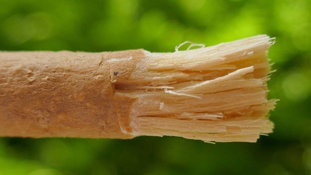 মহানবী (সা.) যে গাছের মেসওয়াক ব্যবহার করতেন