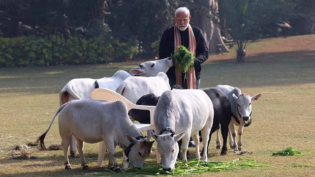 মোদির আমলে ফুলেফেঁপে উঠেছে ভারতের গো-মাংস শিল্প