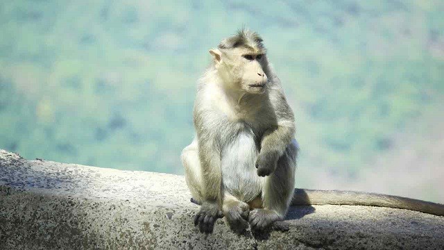 চলন্ত গাড়ির সামনে হঠাৎ চলে এল বানর, প্রাণ গেল ৩ ব্যাংক কর্মকর্তার