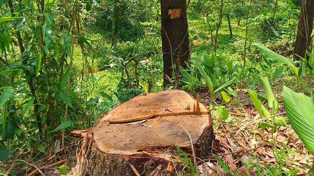 বনের গাছ কেটে নিচ্ছেন কর্মকর্তারা, বাধা দিলে মামলার হুমকি