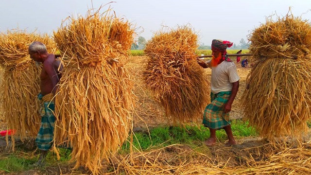 অগ্রহায়ণের প্রথম দিন : নতুন ধানের উৎসব ‘নবান্ন’