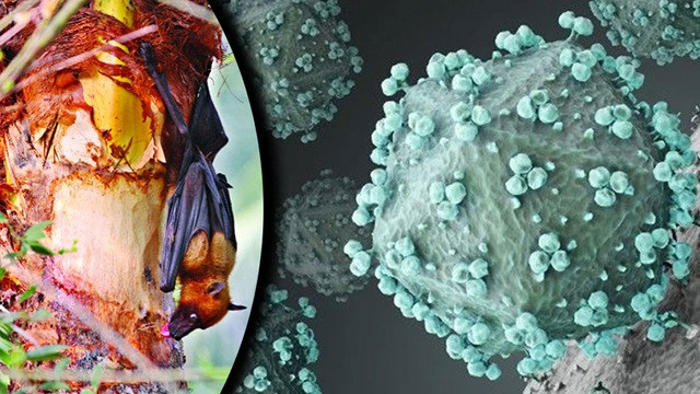 বাংলাদেশে প্রাণঘাতী হয়ে উঠছে নিপাহর মতো আরেক ভাইরাস