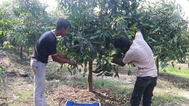 নওগাঁয় আম পাড়া শুরু, আড়াই হাজার কোটি টাকার বিক্রির সম্ভাবনা