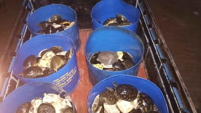 নোয়াখালীতে ৪২৫ কচ্ছপ উদ্ধার