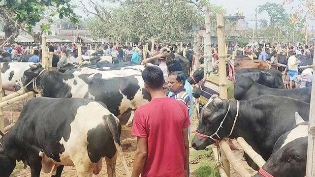 সাত মাইল পশুহাটের খাজনা আদায়ে অনিয়মের অভিযোগ