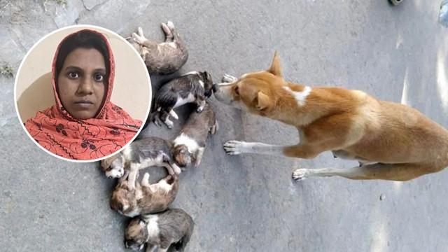 ফাইল ছবি