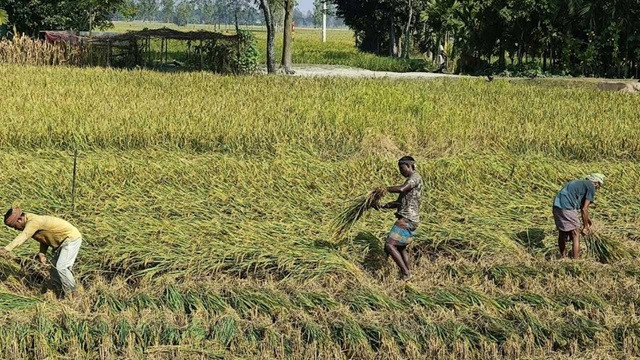 কুড়িগ্রামে আগাম জাতের আমন ধান কাটা-মাড়াই শুরু