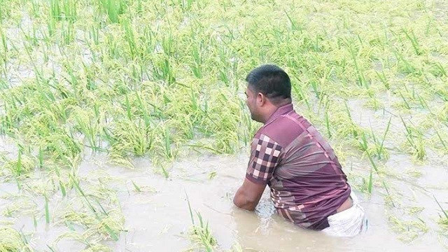 ‘বানের পানিতে সব ধান ডুবি গেছে’