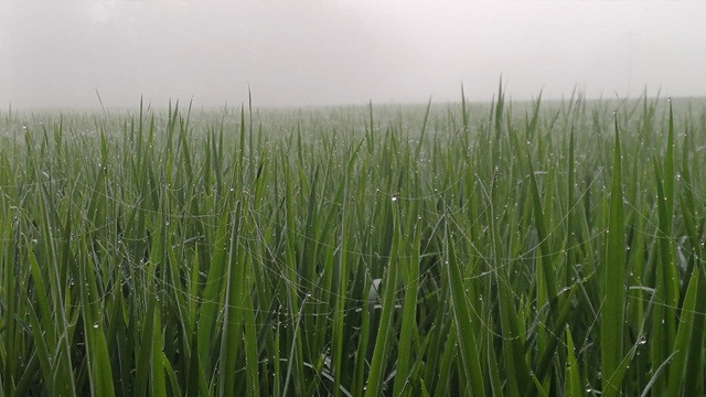 শীতের বার্তা নিয়ে হঠাৎ কুয়াশার চাদরে ঢেকে গেল পঞ্চগড়
