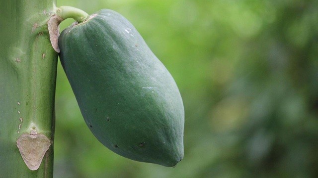 নিয়মিত কাঁচা পেঁপে খাওয়া কি উপকারী?
