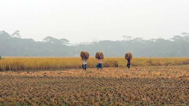 পটুয়াখালীতে পৌনে ৭ লাখ মেট্রিক টন আমন ফলনের আশা