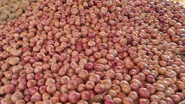 সঠিক সংরক্ষণ করতে না পারায় ২৫-৩০ শতাংশ পেঁয়াজ নষ্ট হয়ে যায়