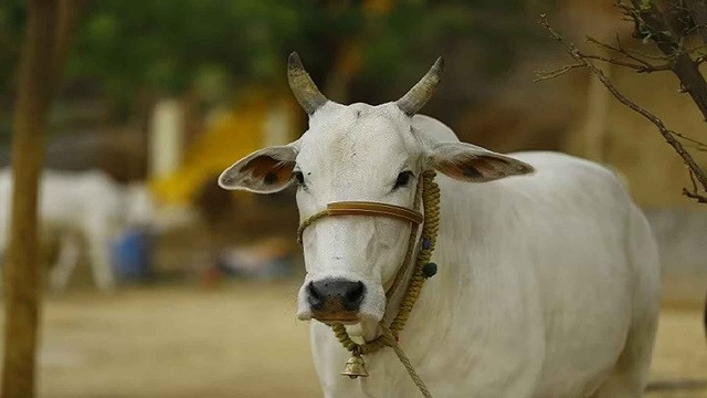 কোরবানি না করলে গুনাহ হয়? কী বলছে ইসলাম