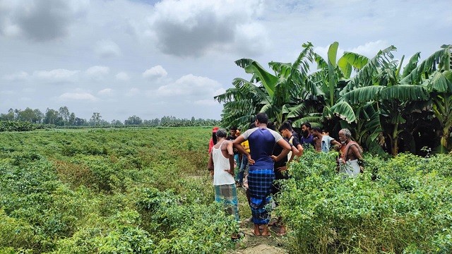 রংপুরে মরিচ ক্ষেতে মিলল নিখোঁজ অটোরিকশা চালকের লাশ