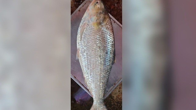 পদ্মার এক ইলিশ বিক্রি হলো ১২,৪৮০ টাকায়