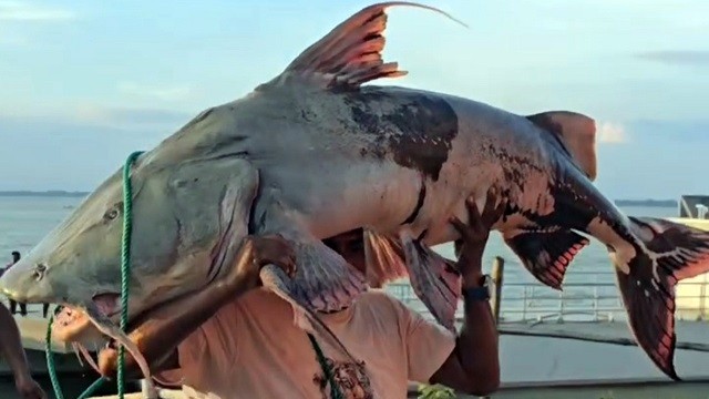 সেই বাঘাড়টি ৮০ হাজারে কিনলেন ঢাকার এক শিল্পপতি