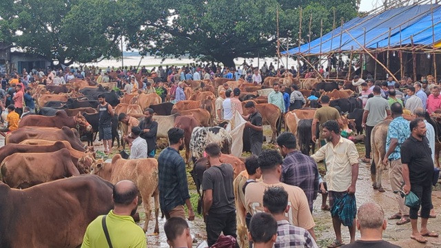 রাঙামাটিতে চাহিদার শীর্ষে পাহাড়ি দেশি গরু