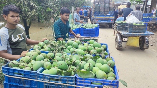 বাজারে উঠেছে হাঁড়িভাঙা আম, কেনাবেচা ২০০ কোটি ছাড়বে