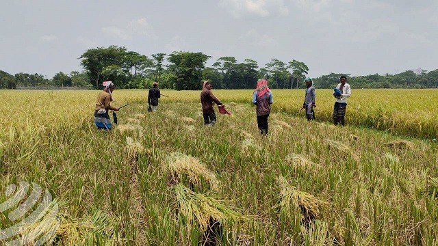 হাওরের ৯৭ শতাংশ বোরো ধান কাটা শেষ