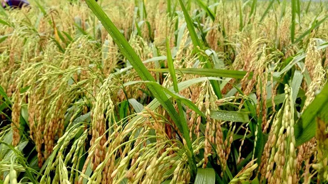 কর্নাই গ্রামে আউশ ধানের বাম্পার ফলন