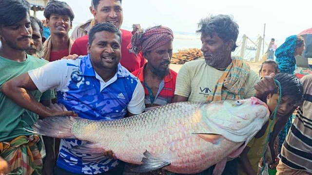 পদ্মা নদীতে ধরা পড়েছে ২৮ কেজির বিশাল কাতলা মাছ