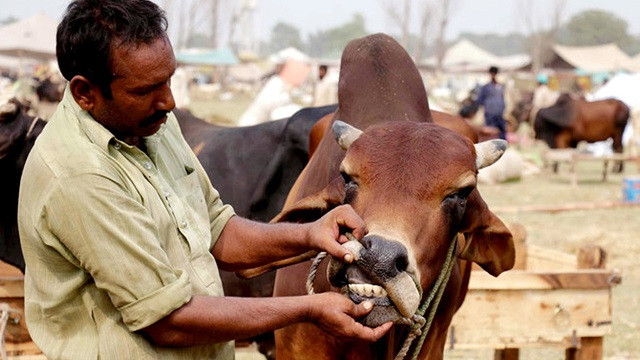 কোরবানির পশু কেনার পর যে দোয়া পড়বেন