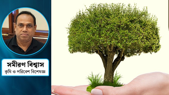তাপমাত্রা কমাতে গাছ যেভাবে ভূমিকা রাখে