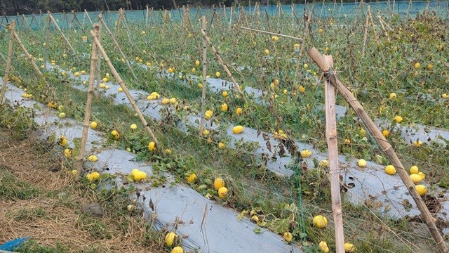 পটুয়াখালীর মাঠে সৌদির সাম্মাম, স্বাদে-ঘ্রাণে মুগ্ধ ক্রেতা