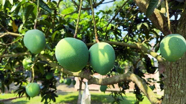 আগেভাগেই পাকছে সাতক্ষীরার আম, বাজার ব্যবস্থাপনায় ক্ষোভ কৃষকদের