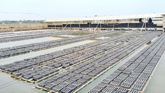 কাঁকড়া চাষে বদলে যাচ্ছে উপকূল, রপ্তানি হচ্ছে বিদেশে