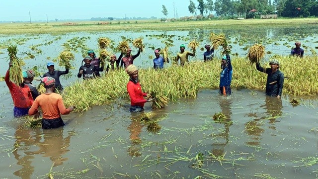 আগাম বন্যায় ডুবে গেছে চলনবিলের শতাধিক বিঘার ধান