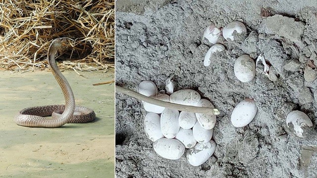 লাকড়ি ঘর থেকে এবার সাপের ডিমসহ বিষধর সাপ উদ্ধার