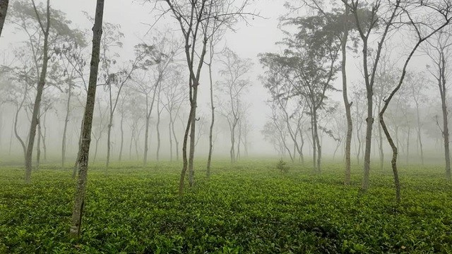 দেশের সর্বনিম্ন তাপমাত্রা শ্রীমঙ্গলে