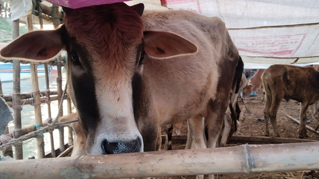 ছবি : সংগৃহীত