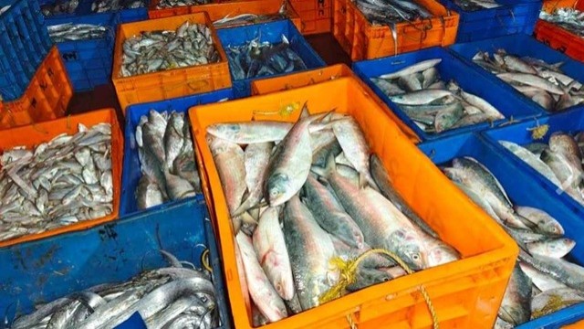 বাগেরহাটে আটক ভারতীয় ৩৪ জেলেকে আদালতে সোপর্দ