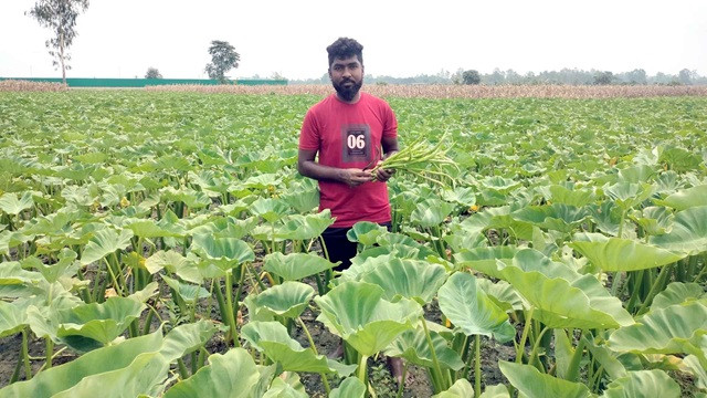 কচুর লতি চাষ করে চার তরুণের বাজিমাত
