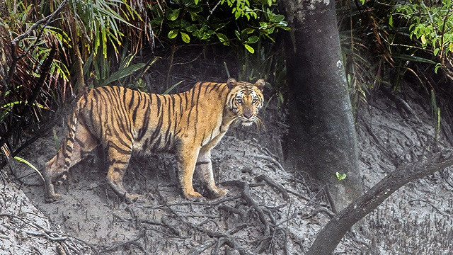 সুন্দরবনের হাড়বাড়িয়া পর্যটনকেন্দ্রে দেখা গেল বাঘ