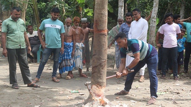 গোপালগঞ্জের ‘কথা বলা’ সেই আলোচিত গাছ কেটে ফেলল স্থানীয়রা