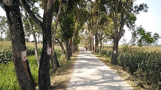 এক বছরে কাটা হয়েছে ৫ হাজার গাছ, কাটা পড়ছে আরও ৪ হাজার