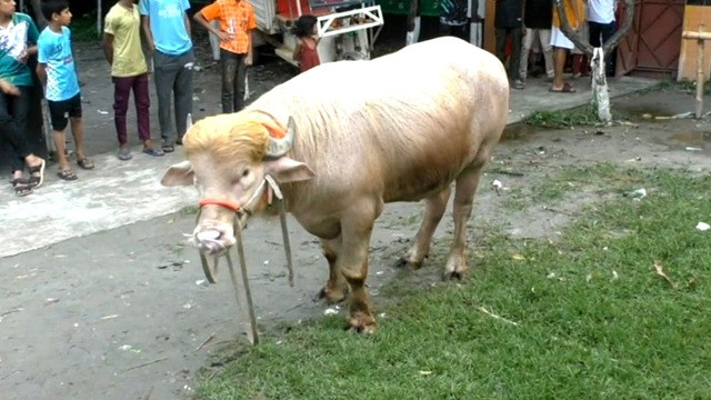 নারায়ণগঞ্জের ‘ডোনাল্ড ট্রাম্প’ যাবে ঢাকায়
