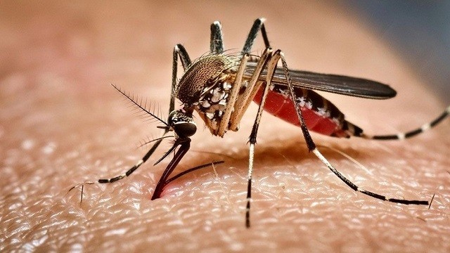 সারা দেশে ডেঙ্গুতে আক্রান্ত আরও ১৫১